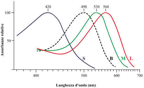 Curve di assorbimento dei fotorecettori